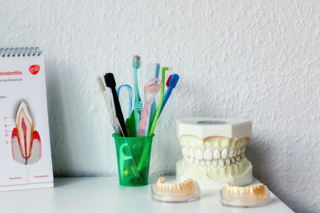 a toothbrushes in a cup next to a model of a human jaw